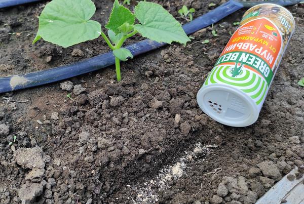 Необходимо немного раскопать муравейник и насыпать «Муравьин»