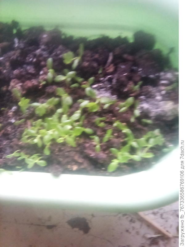 15 февраля корневой