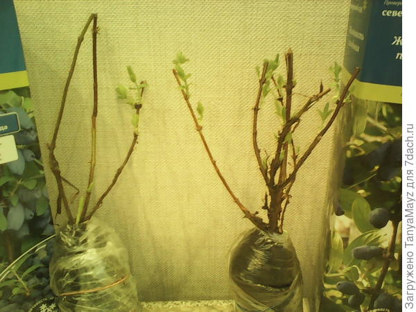 Листья у жимолости распустились.