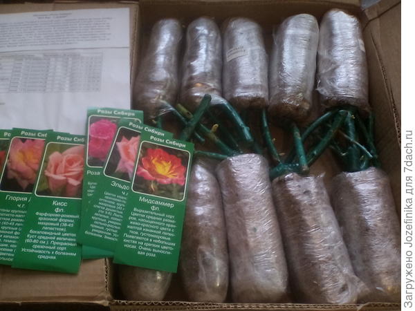 Купить Сибирские Розы В Новосибирске