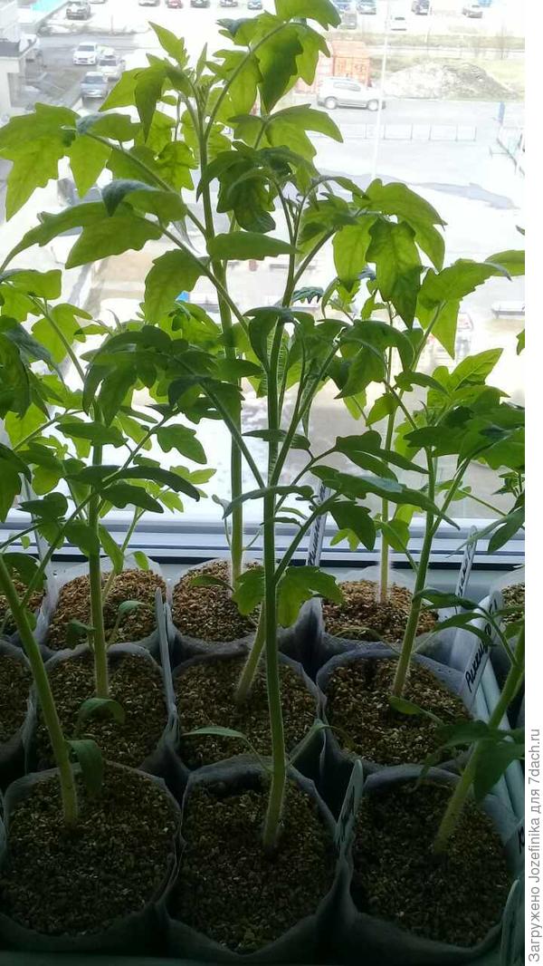 В возрасте 1 месяца со дня сева уже есть &quot;переростки&quot; на западном окне, уже дважды давала монофосфат калия, сегодня будет 3-й полив.