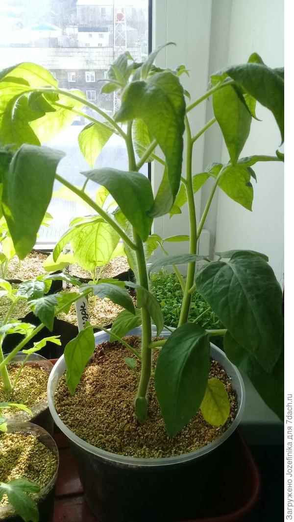 Этим кустам 35 дней со дня сева, растут по 2 в пластиковых горшках 2,4 л на восточном окне, показалась первая цветочная кисть