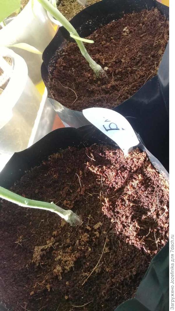 При пересадке заглубила томатный ствол почти до места прививки. Томат стал образовывать дополнительные корни. С каждым днем кусты становятся все крепче и крепче