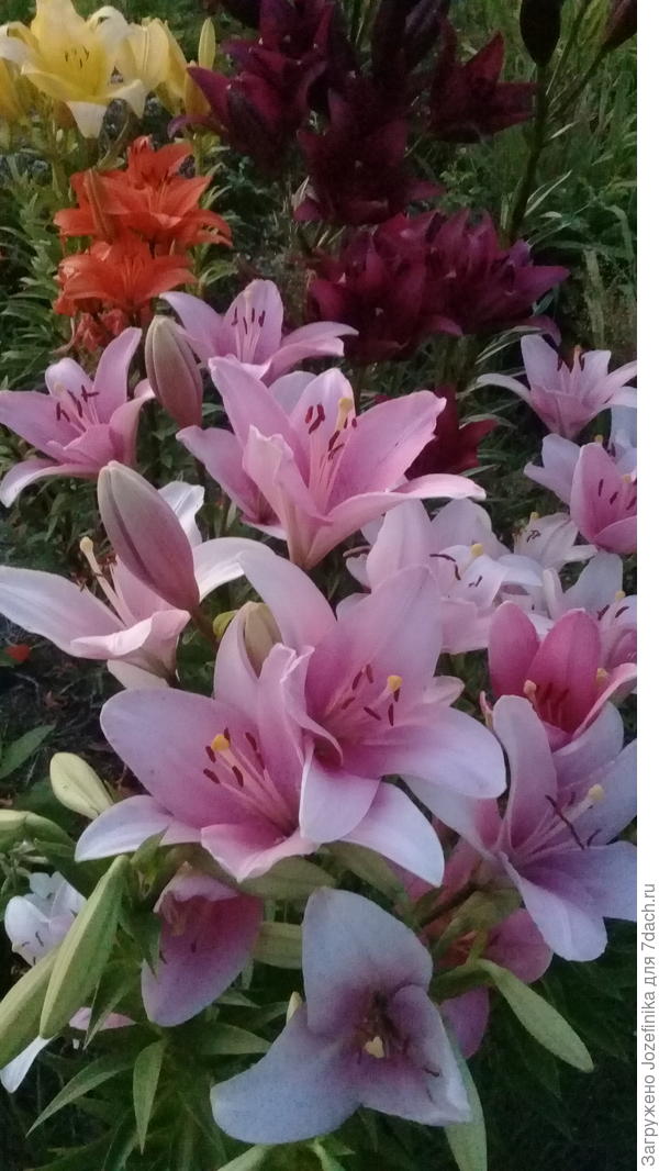 Анна, с Днем рождения и Юбилеем! Здоровья, мира, тепла, комфорта и уюта! Удачи во всех начинаниях! Большого человеческого счастья!!!