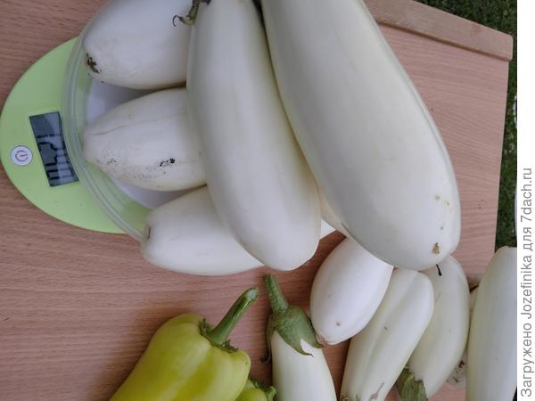 Бибо, 1-я партия