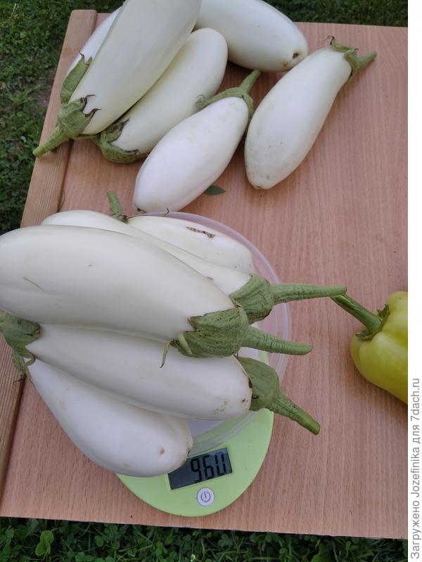 Бибо, 2-я партия