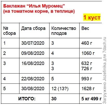 Илья Муромец на томате