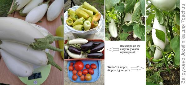 Бибо
