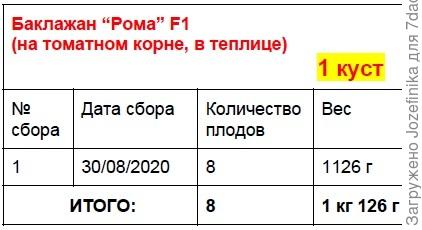 Рома на томатном корне