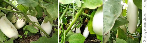 Баклажан &quot;Бибо&quot; F1 рос в парнике &quot;АгроЩит&quot;