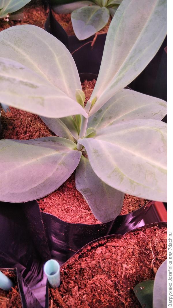 После прищипки проснулись боковые побеги в пазухах листьев