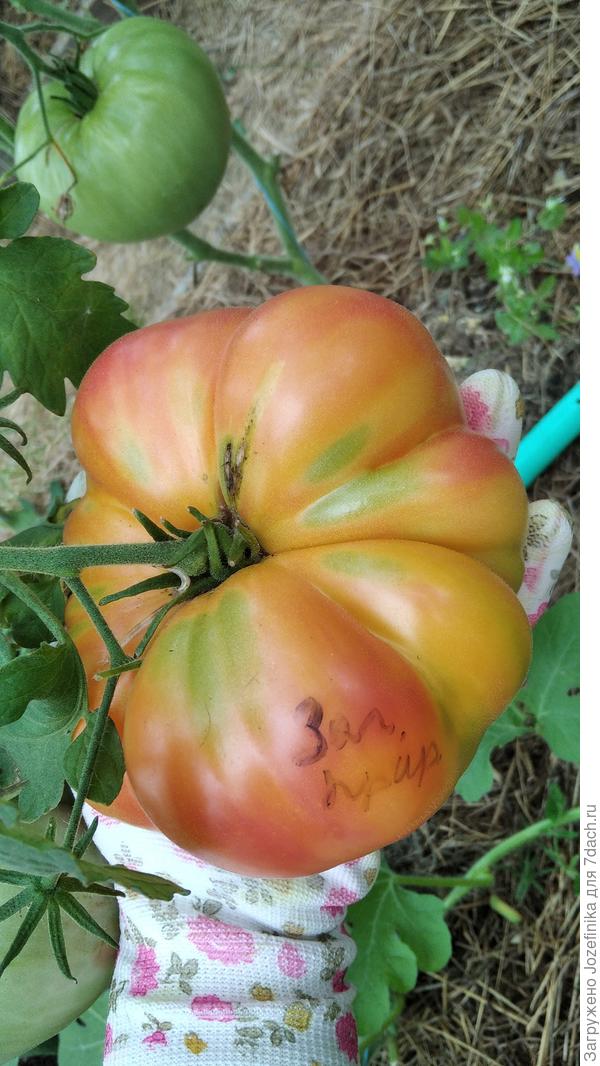 "Загадка природы"