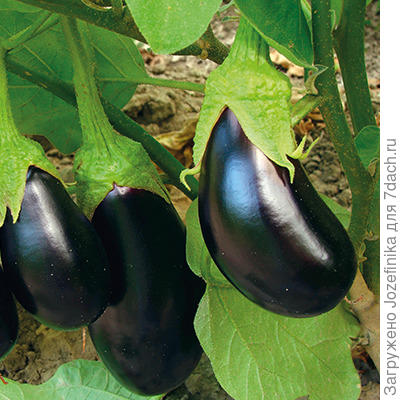 "Болеро" F1, фото greenomica.ru