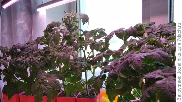 Гномы сеялись сразу в основные стаканы. Перед посевом грунт увлажняла раствором с Аминозолом. За весь месяц было 3 полива с небольшим количеством (1/3 нормы) комплексного удобрения, т.к. грунт - чистый стабилизированный торф.