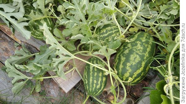 По краю оставила около 20 штук. Мелкишей размером с апельсин удаляла - не успеют. В центре тоже лежат, но туда пока не пройти.