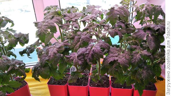 Здесь им ровно 1 месяц был от посева. Некоторые распускали первую цветочную кисть. Поэтому, в этом году буду сеять вместе с остальными. Пока планирую посев на 1 апреля, т.к. весна, похоже, ранняя у нас. А так бы, и попозже сеяла. Пришлось потом переваливать в бОльшие объемы, и еле довезла их до дачи...