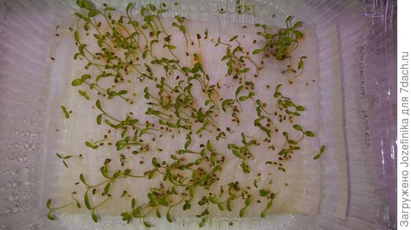 Всхожесть сельдерея  близка к 100%.  Это все, что &quot;лишнее&quot;... Придется выбросить.