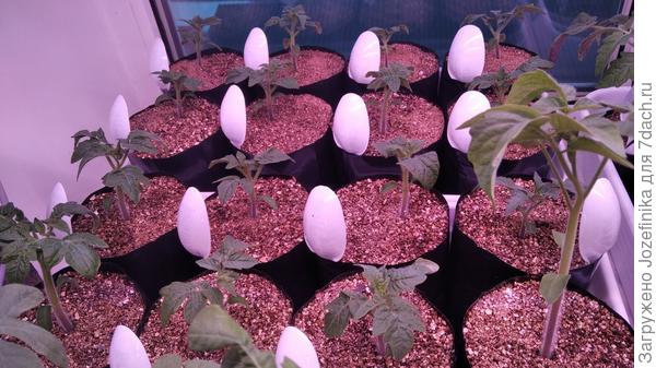 Стройный "кипарис" справа - это Wherokowkai, совсем не гномий экземпляр. Посмотрела записи, а его в прошлом сезоне не сеяла, поэтому не очень вникла, что он почти индет. Наверное, придется его в теплицу определять и как-то исхитриться - нарастить грунт сверху в приставной стакан, иначе завалится.