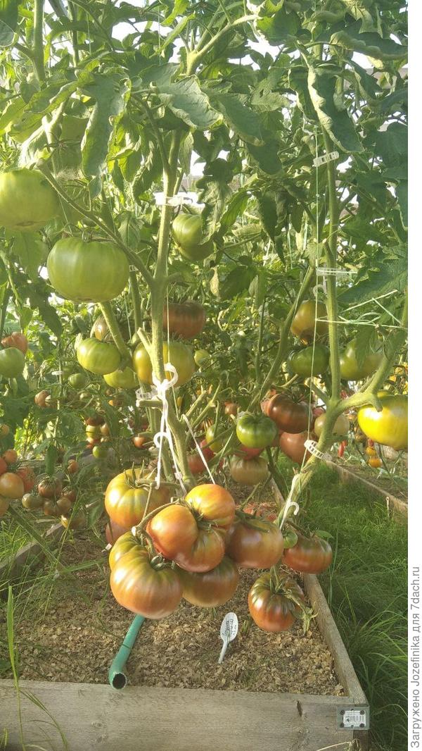 На первом плане - гном "Гордость Пирса"