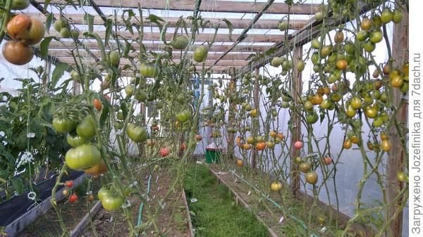 Остались в теплице до следующих выходных. Всех забрать не смогли...