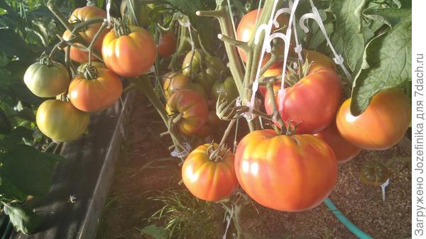 Здесь больше видно, что вряд ли Wherokowkai... Окрас не его, а жаль))