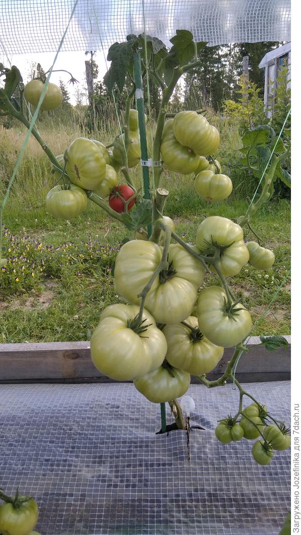 Mahogany. Большей частью дозаривался в домашнем тепле.