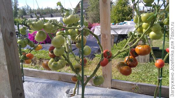 &quot;Тасманский шоколад&quot; - как и все коричневые, достаточно раннеспелый. Первые плоды по вкусу не впечатлили, но остальные понравились, даже очень!