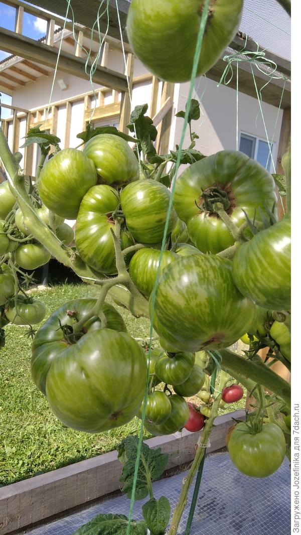 &quot;Мятные полосы&quot; - большей частью дозаривались дома.