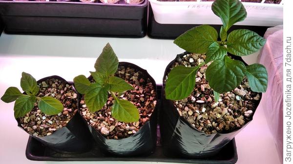 Посев 2 марта, фото 3 апреля. Пикировка в разнообъемные емкости.