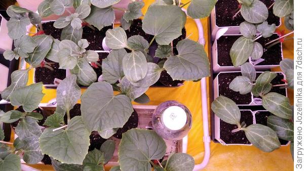 Компания привитышей