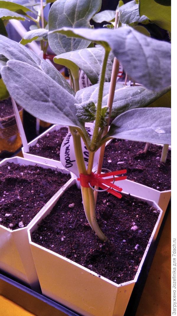 Арбузик привит язычком (удобно, что можно без парничка обойтись)