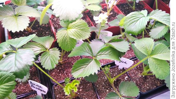 Азия из саженцев фриго тоже с цветоносами. Опыляю... На грядку этой клубничке еще через месяц примерно. Живет в стаканах в 0,5 л.