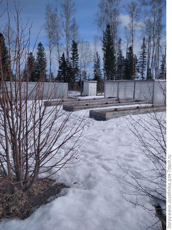 Наш Первомай при снежном покрове)) Сегодня ночью стало теплее - всего -3, накануне было -7. До конца недели прогнозируют холод. Весна приидет ближе к 9 мая...наверное...