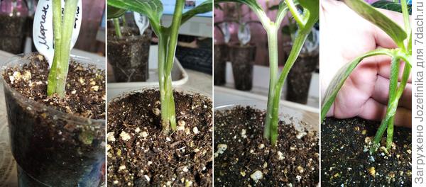 Не могу назвать свои прививки очень красивыми, но и не старалась особо (не очень верила, что пригодятся...). А они и не обиделись на меня, решили жить холодам назло...