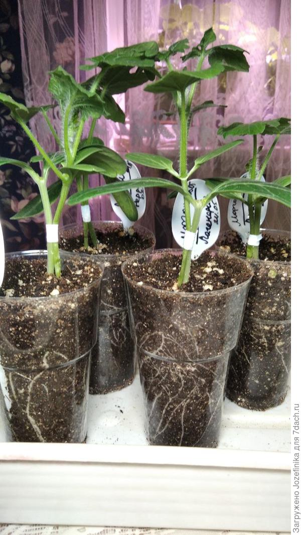 Если верить прогнозу погоды, то на следующей неделе наступит сразу лето, уже потеплело до +12 (ночи пока прохладноваты будут, но для нас и корней лагенарии терпимо). Поэтому, как только днем будет +16+18 пойдут жить в теплицу. Поставлю горшки ближе к двери, чтобы шмели могли опылять, т.к. ручное опыление не всегда эффективное. Опылять желательно утром, а я в это время на работе...