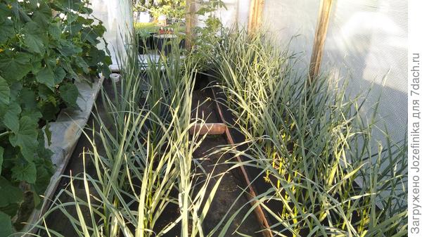 Чеснок этого года за месяц до уборки, с предварительным поливом грядок перед посадкой