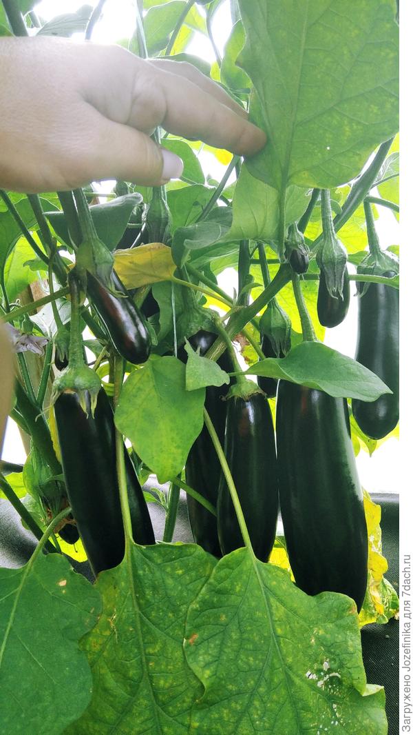 Дарко выращивала впервые. Удивил сравнительной компактностью и тонкостью куста, которые не помешали ему формировать и удерживать баклажанный "водопад"