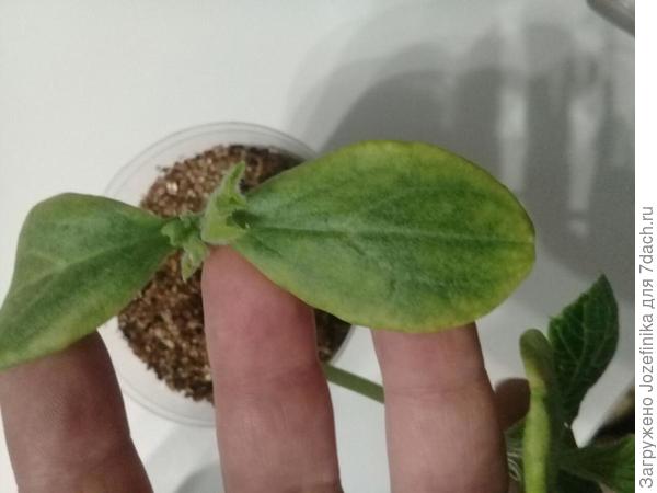 16 дней от посева в Народном грунте - без шансов на успех...не жилец...