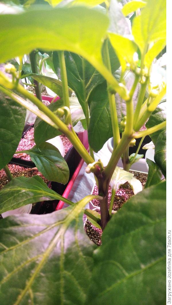 18 мая... бутоны... а высадка была только 12 июня...