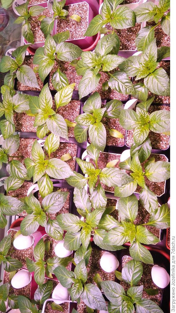 Мои перчики 5 мая (10 дней после пикировки)