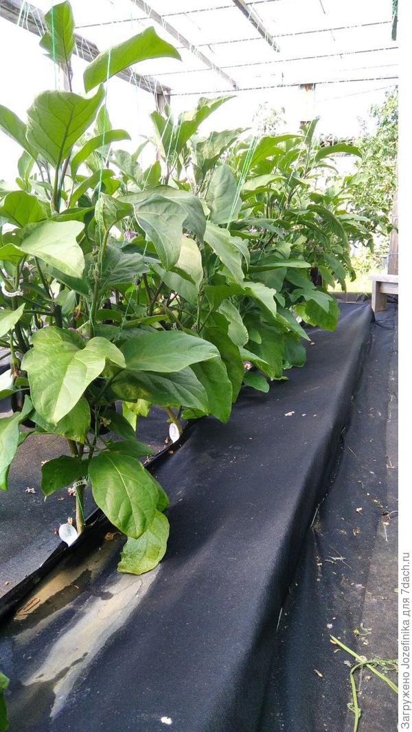 Кусты уже достаточно высокие и разошлись вширь, под развилкой оставляю 3-5 пасынков, после развилки - всех оставляю.