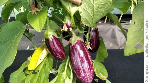 Лейре - красавец, урожайный потенциал - большой. Похоже, что нашла для себя идеальный полосатый гибрид.