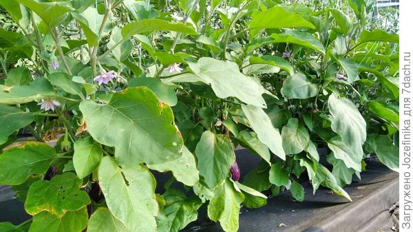 Слизней пока нет, но одолевают гусеницы. Плоды не трогают, только листья. Пытаюсь ограничиться механическим истреблением. Травить побаиваюсь, т.к. в прошлом году обожгла листья.