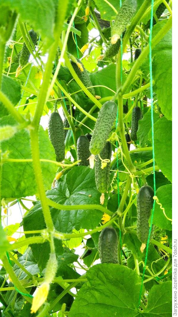 Матвеечные гирлянды