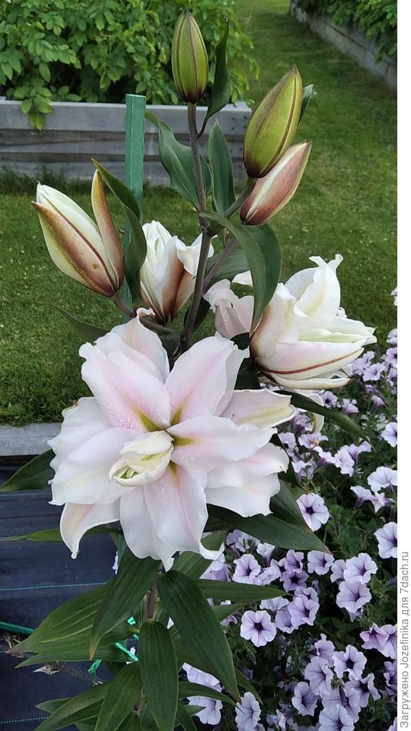 "Рамона" - тоже прекрасна