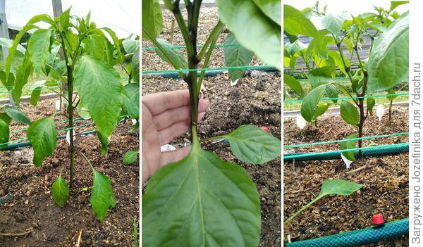 10 июня - наконец смогла высадить, а некоторые торопыги были уже с перчиками.