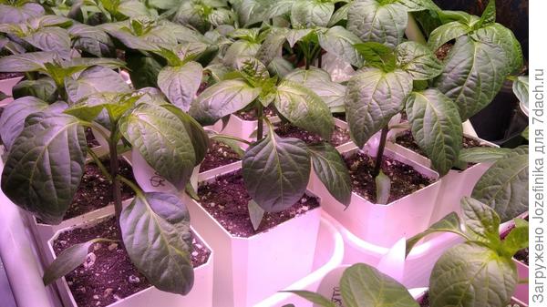 В прошлом году посеяла свои перцы 13 апреля. Это фото от 9 мая. После пикировки подкармливала дважды (собственно при пикировке и 1 полив). Цель - получить развитые растения с толстым стволом, чтобы ветром не сломало после высадки в ОГ))