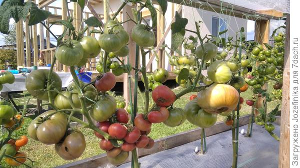 В ОГ гном Дикий картофельный лист - 4-х стволов было бы достаточно для такого размера плодов, но зачем-то оставила еще  один отросток, который в данном случае особо ничего не дал.