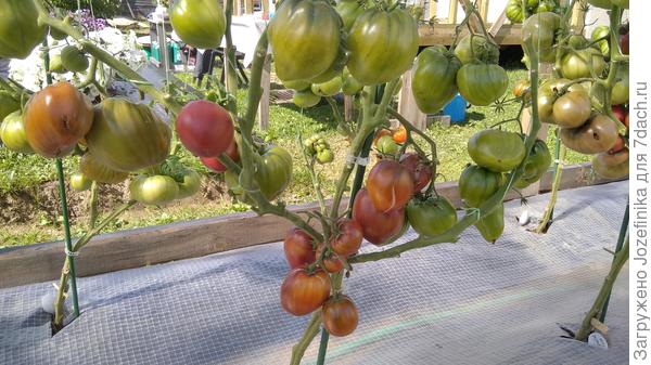 Вот здесь более-менее видно, что под первой развилкой оставлен один пасынок, который дал третий ствол (создается ощущение, что главный ствол разошелся на 3). Далее, у каждого ствола есть своя развилка. Разумеется, более поздние стволы будут покороче. Смысл их оставлять - получить дополнительные цветочные кисти.