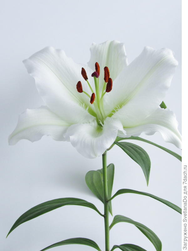 вот,она сейчас дома цветет